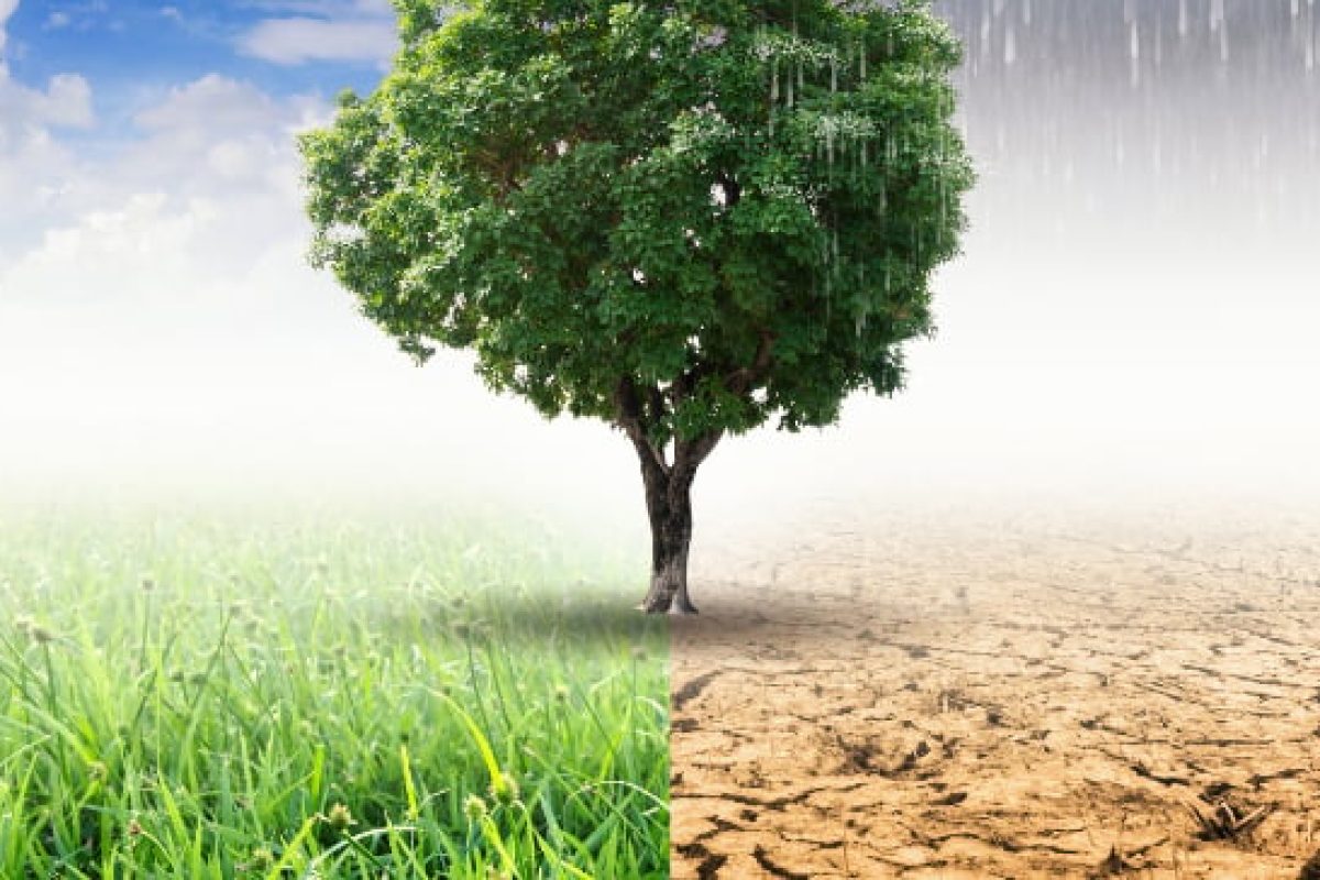 Recuperação de áreas degradadas na mineração